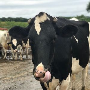 Meet your Posher, Ellie